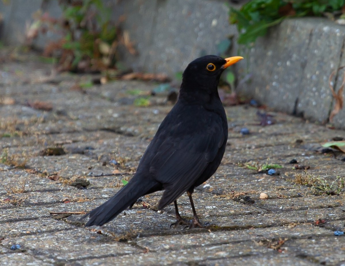 黑鸟,鸟,欧洲鸟
