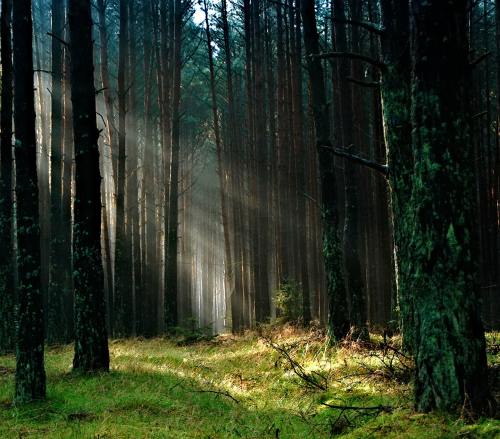 阳光透过森林照射到地面上