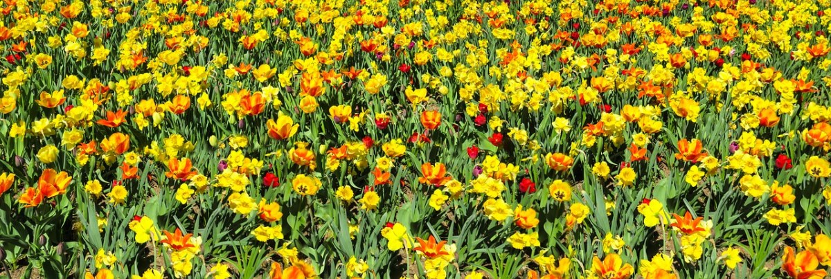 春天花朵背景免费图片