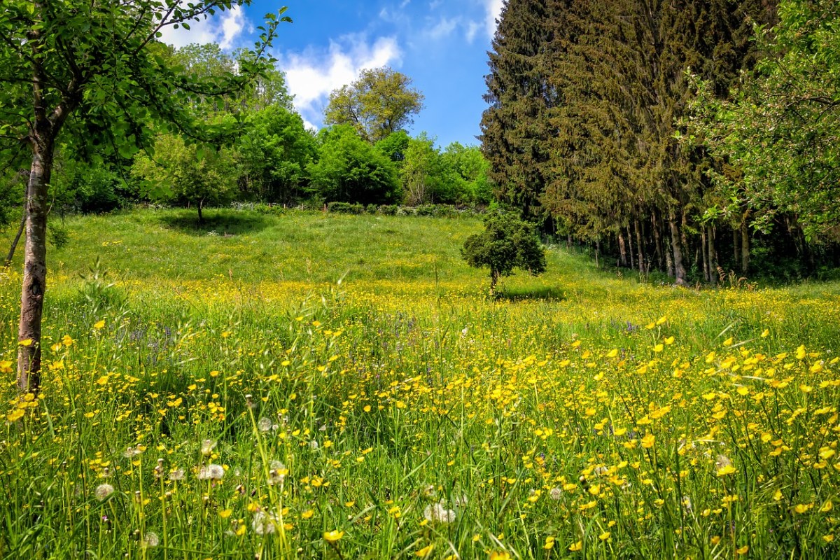 蒲公英花与树林风景图片免费图片