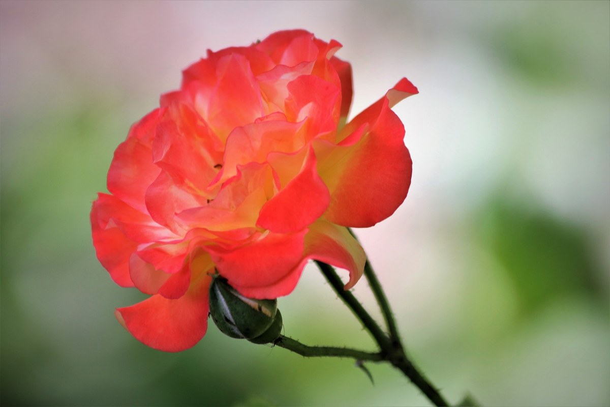 红黄色的玫瑰、花、花瓣免费图片