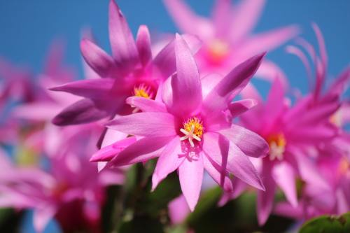 圣诞仙人掌、Schlumbergera、鲜花