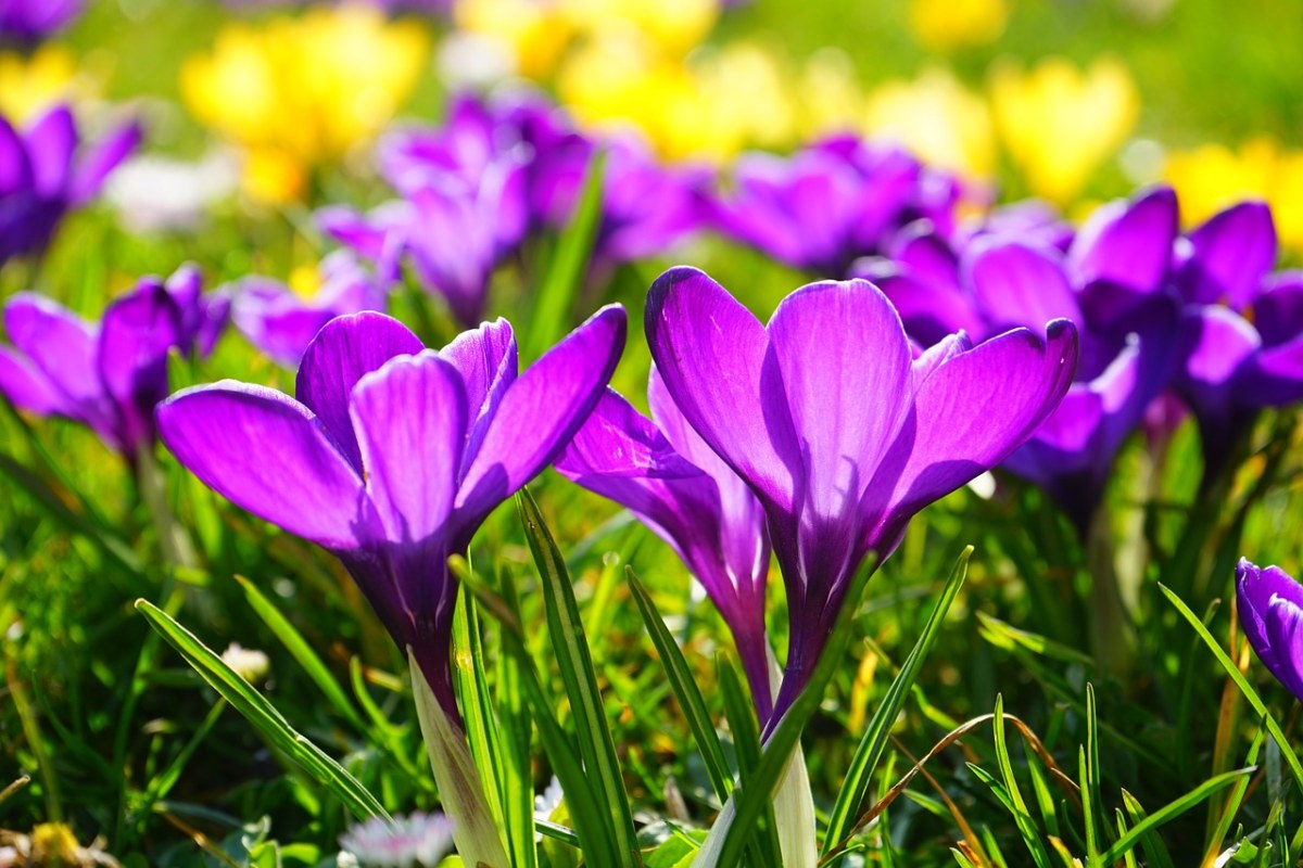 紫色的藏红花免费图片
