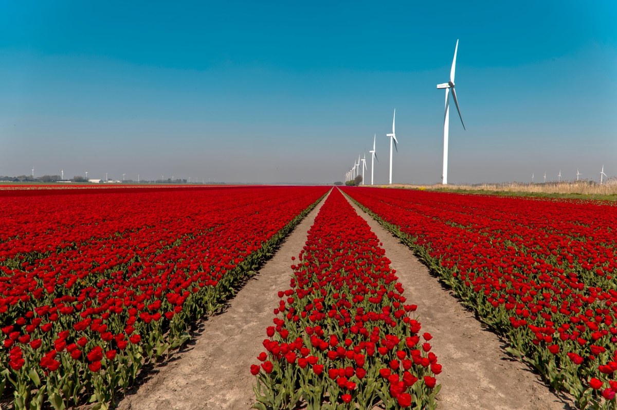 荷兰郁金香种植基地与发电风车免费图片