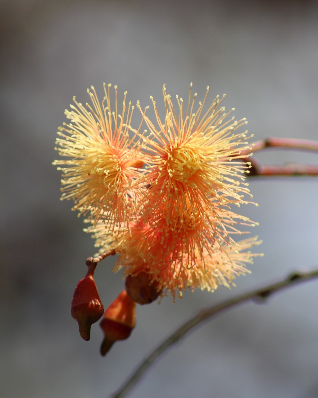 桉树,加姆特里,花