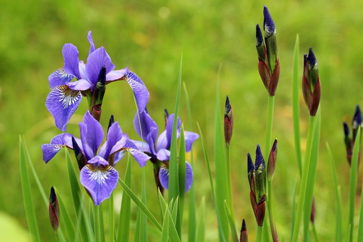 鸢尾花、Kosaćce、紫免费图片