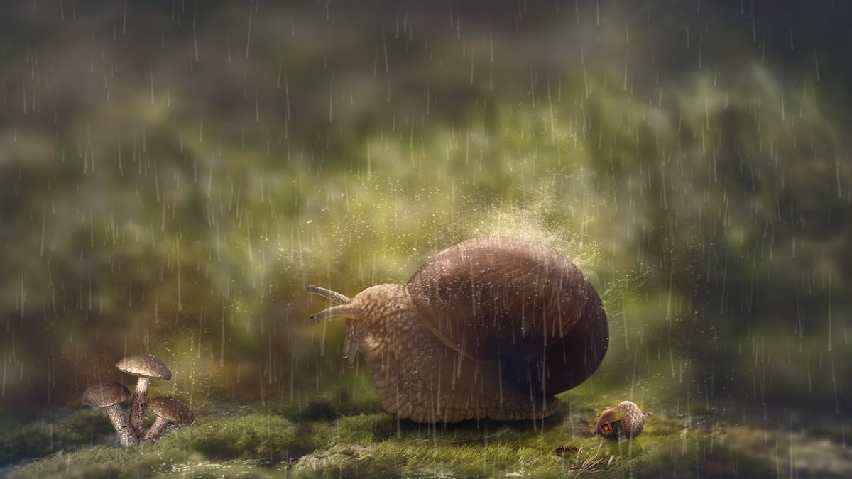 雨中的一只蜗牛免费图片