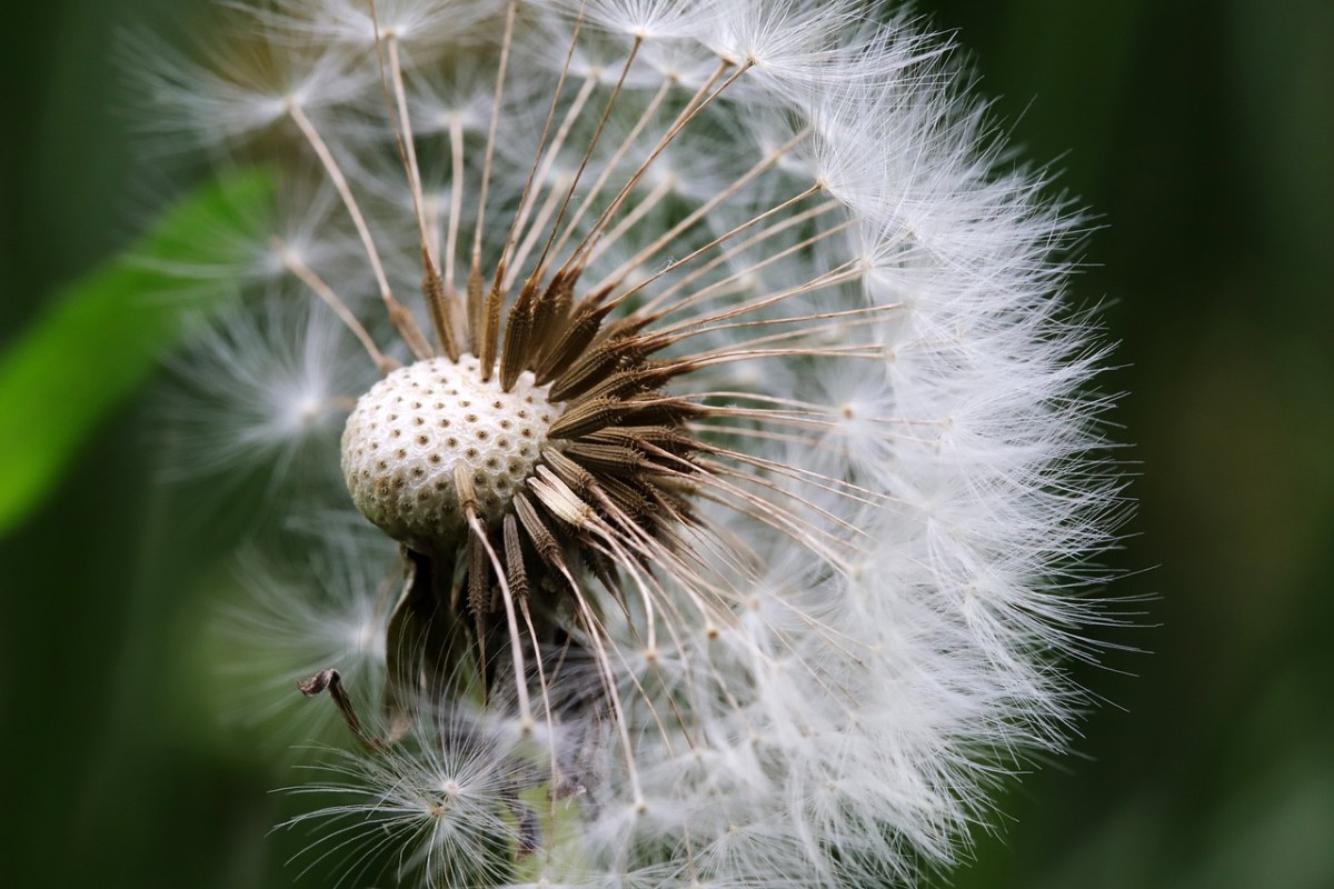 蒲公英、种子、鲜花免费图片