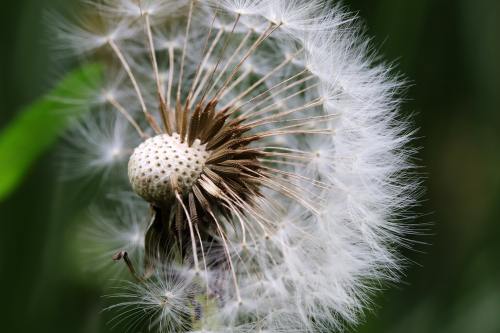 蒲公英、种子、鲜花