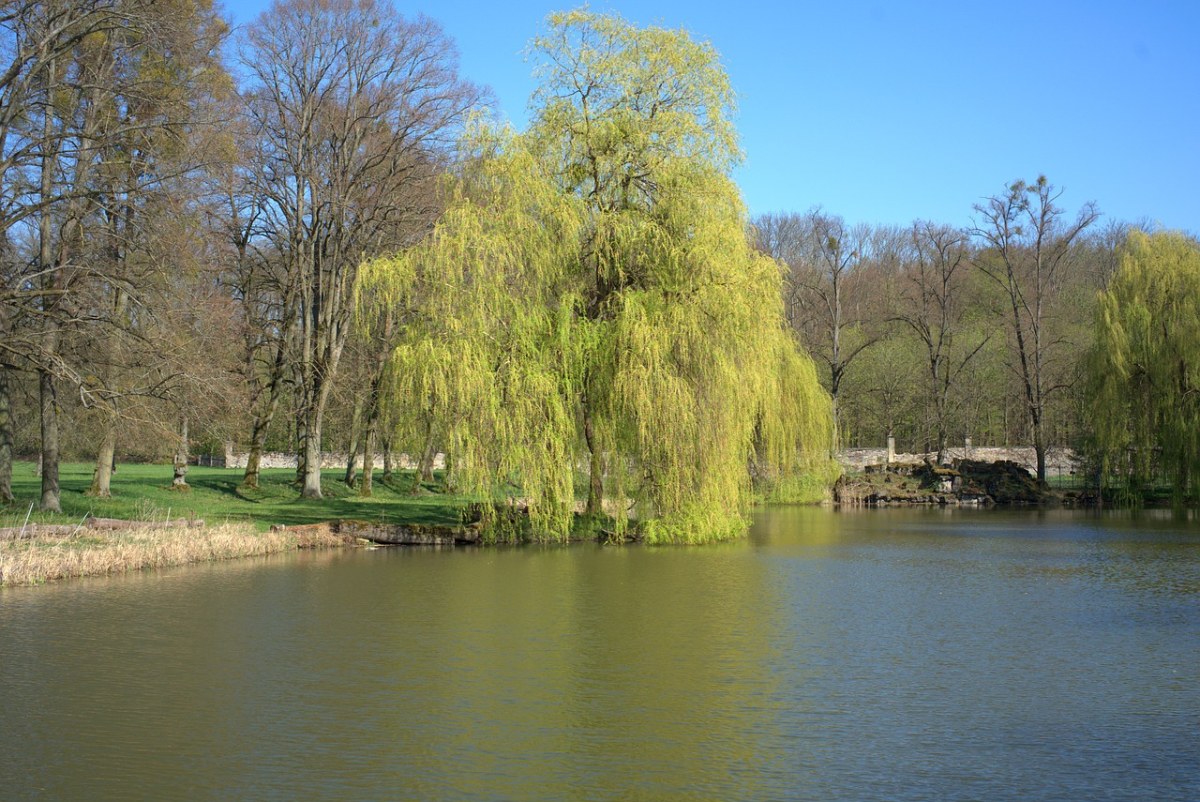 公园池塘边的柳树图片免费图片