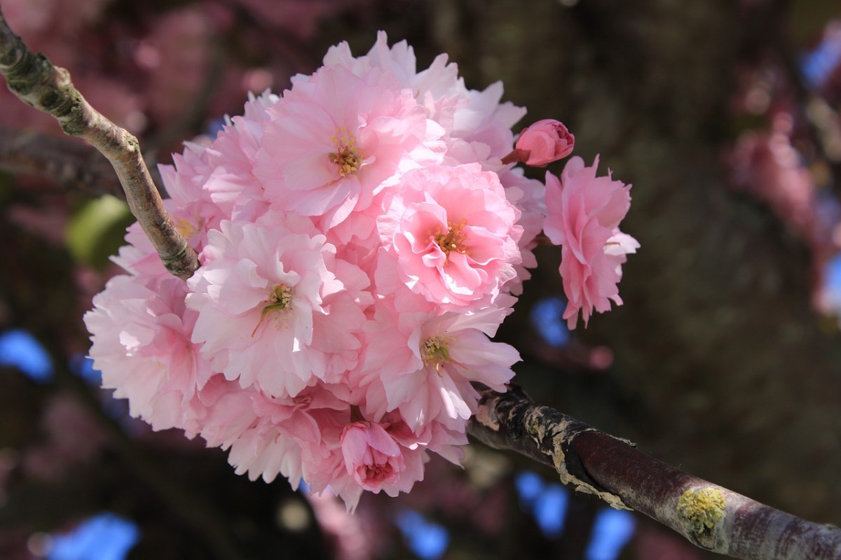 粉红色的樱花花朵图片免费图片