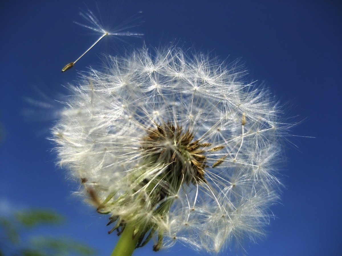 蒲公英、花、夏季免费图片