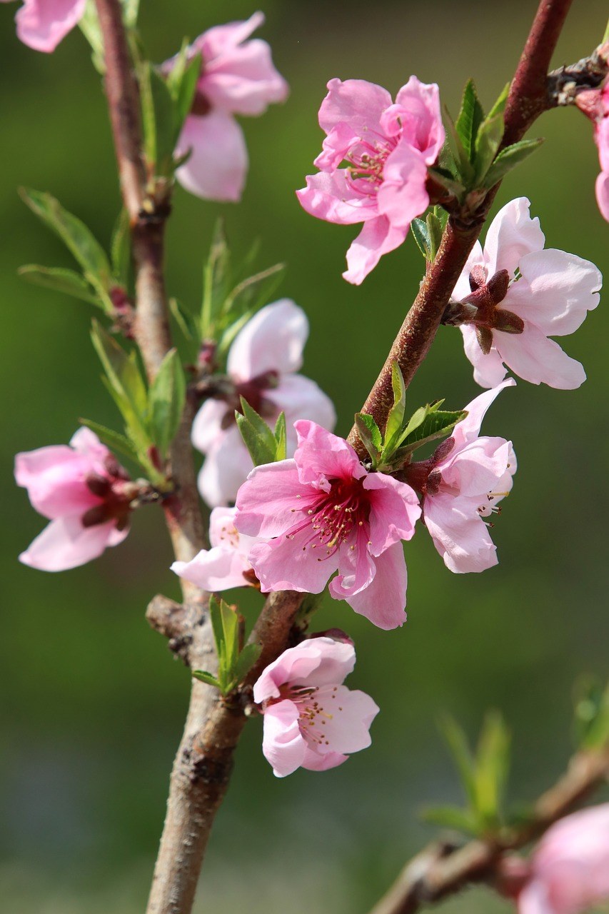 春天的一枝桃花免费图片