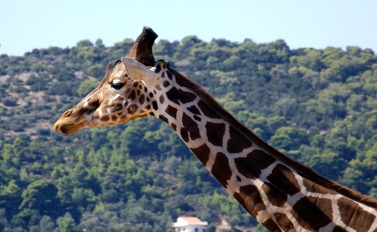 长颈鹿,动物,野生动物园