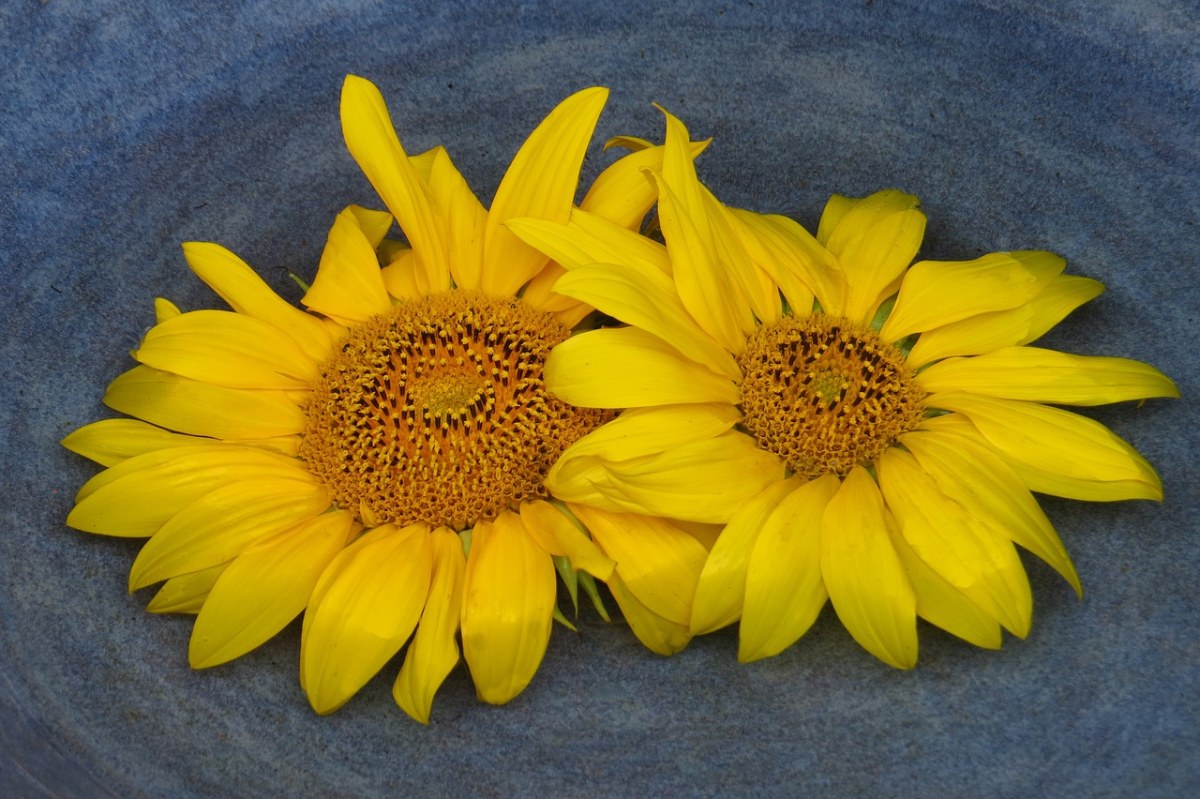 两个太阳的花朵,在水中,鲜花