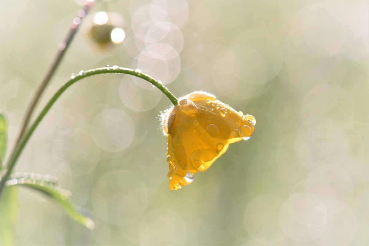 一枝毛茛花免费图片