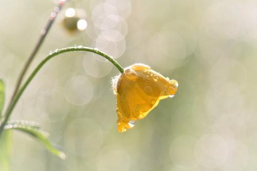 一枝毛茛花