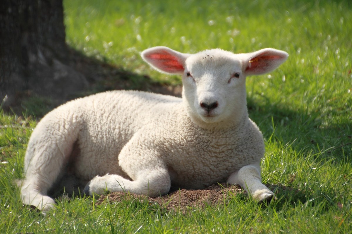 一只小羊羔免费图片