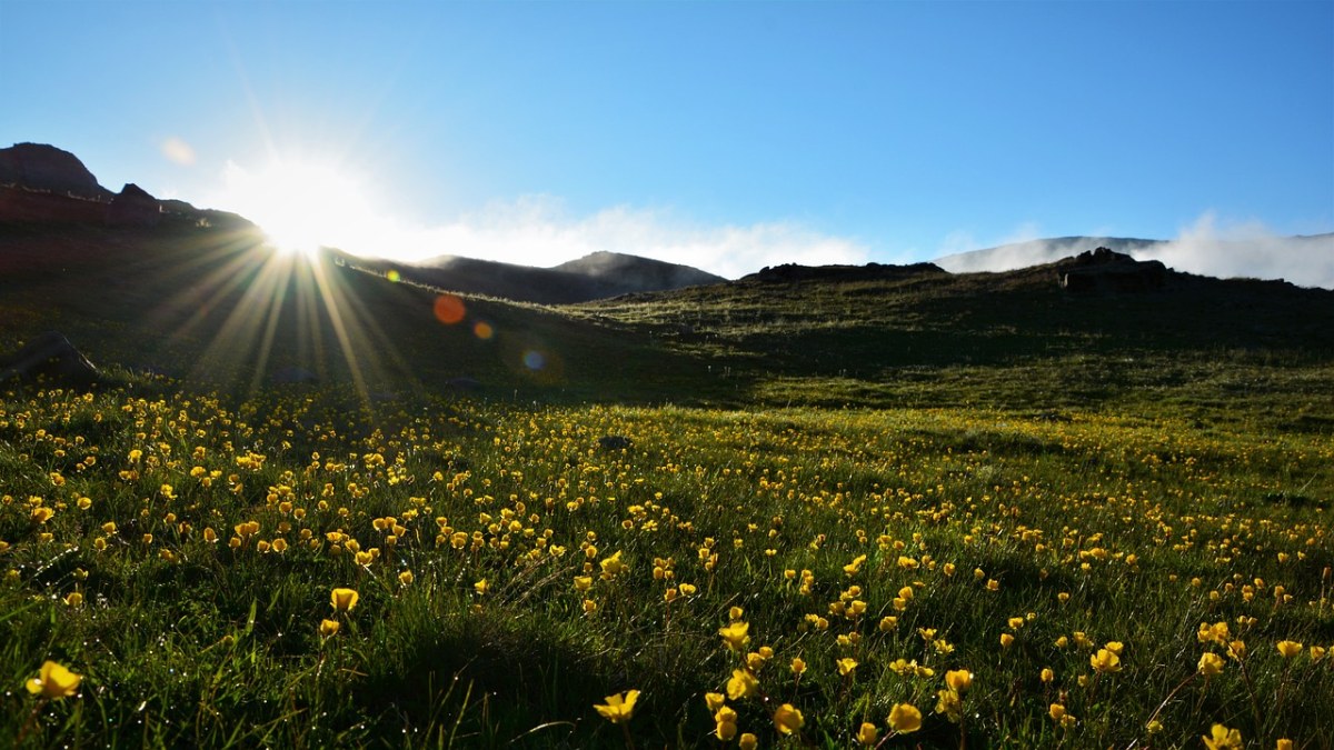 草地上的黄色花朵免费图片