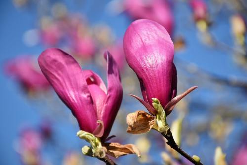 紫玉兰、植物、春