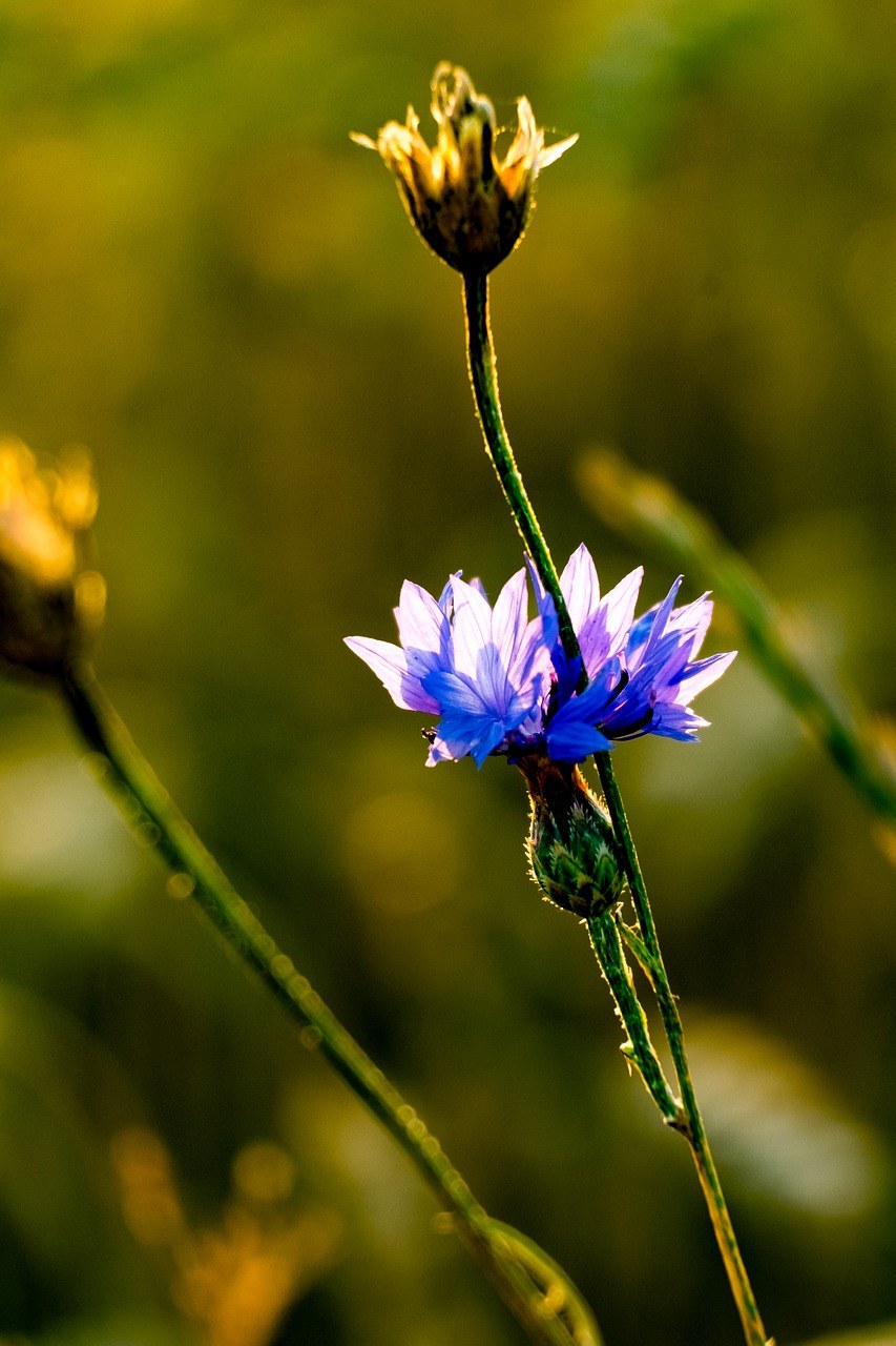 花、青蝇、矢车菊免费图片