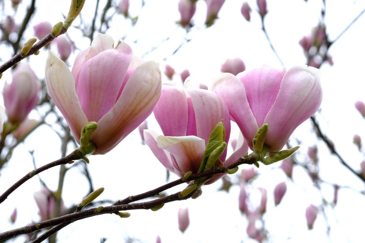 白玉兰花、玉兰、Magnoliengewaechs免费图片