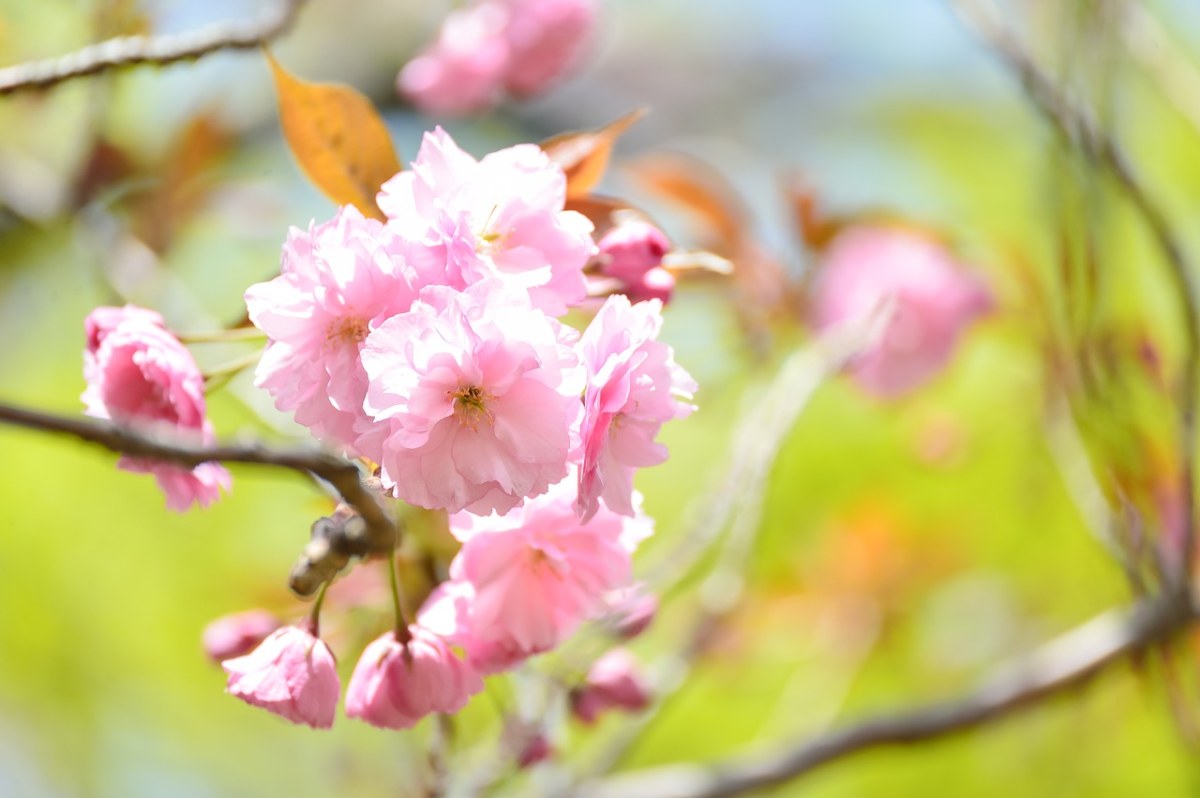 粉色的樱花花朵免费图片