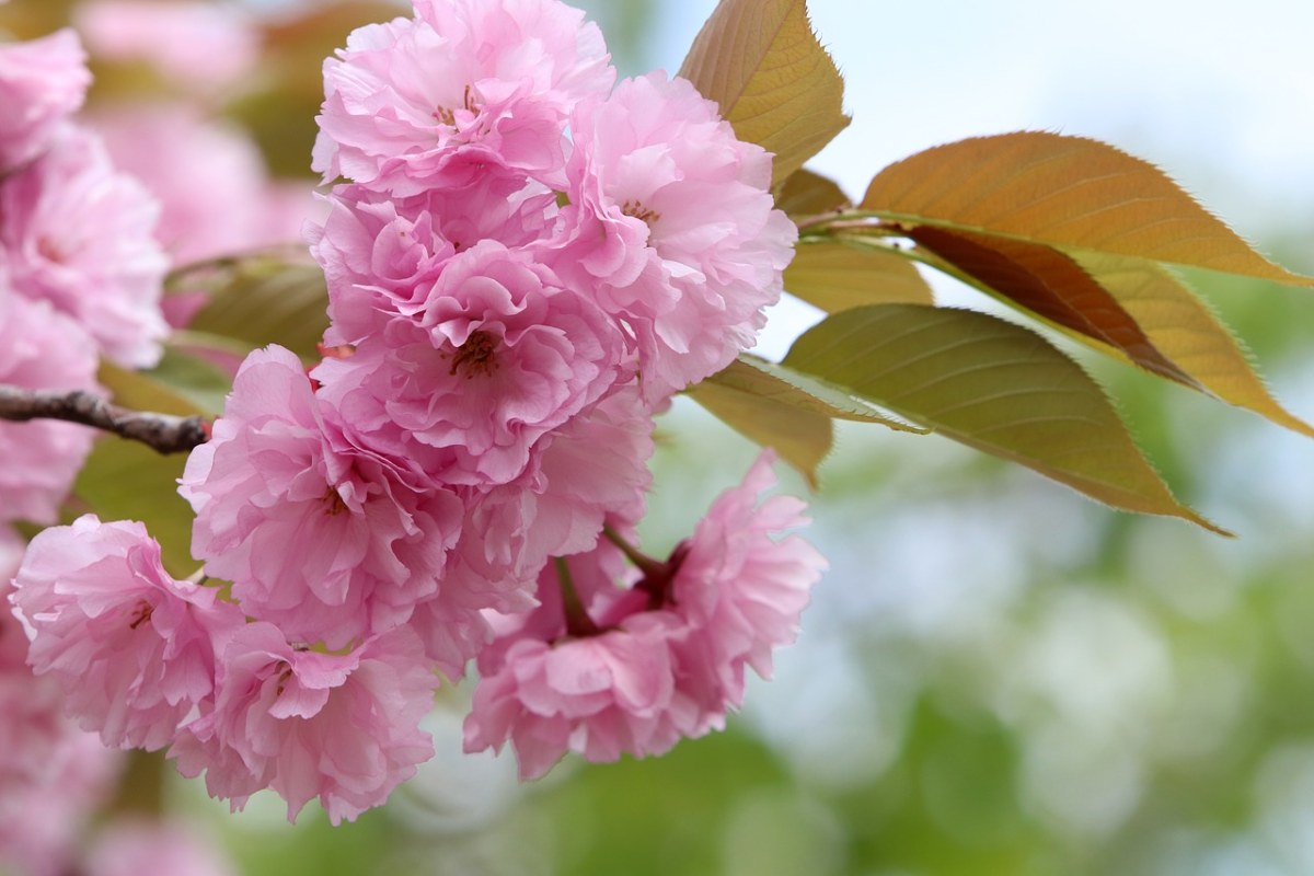 粉红色的樱花特写免费图片