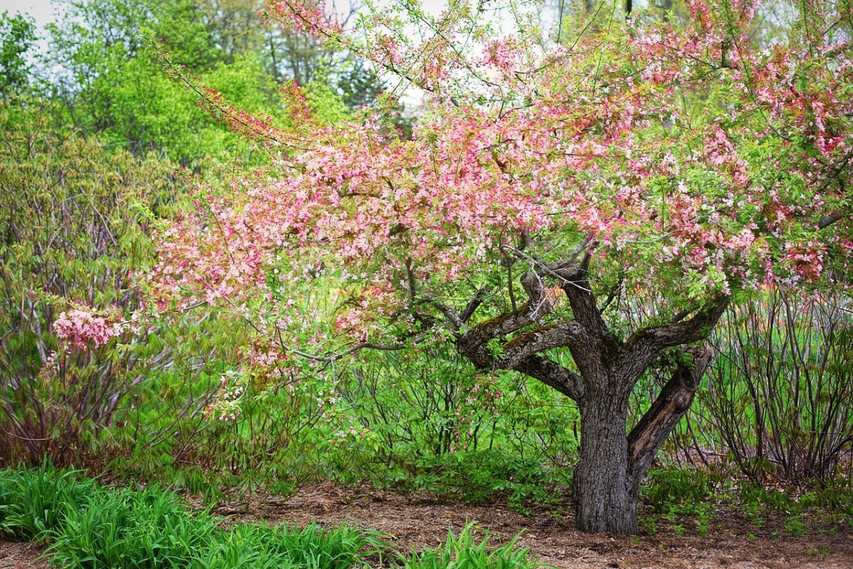 春季开花的乔木图片