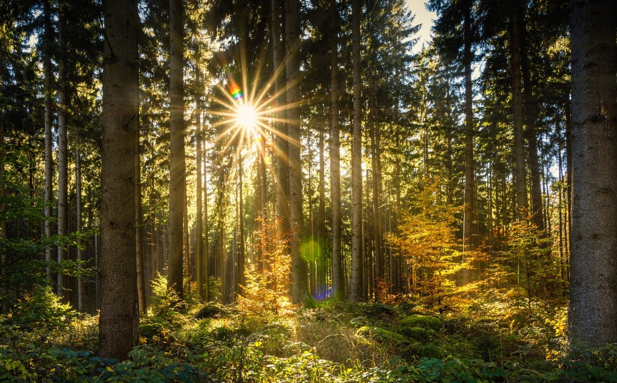 森林、太阳、阳光免费图片