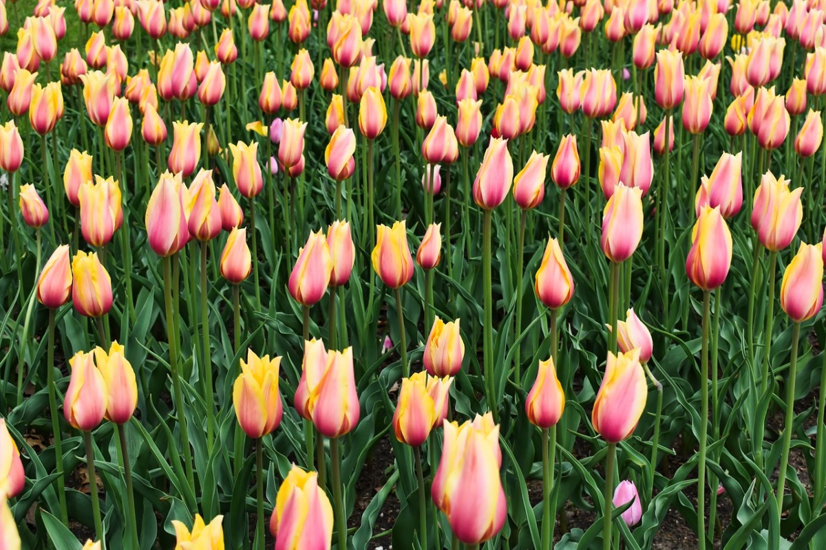 郁金香、春、鲜花免费图片
