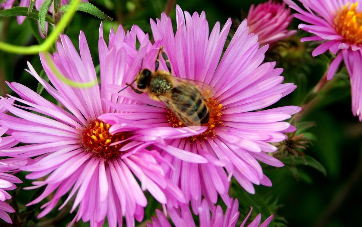 花、紫、蜜蜂免费图片
