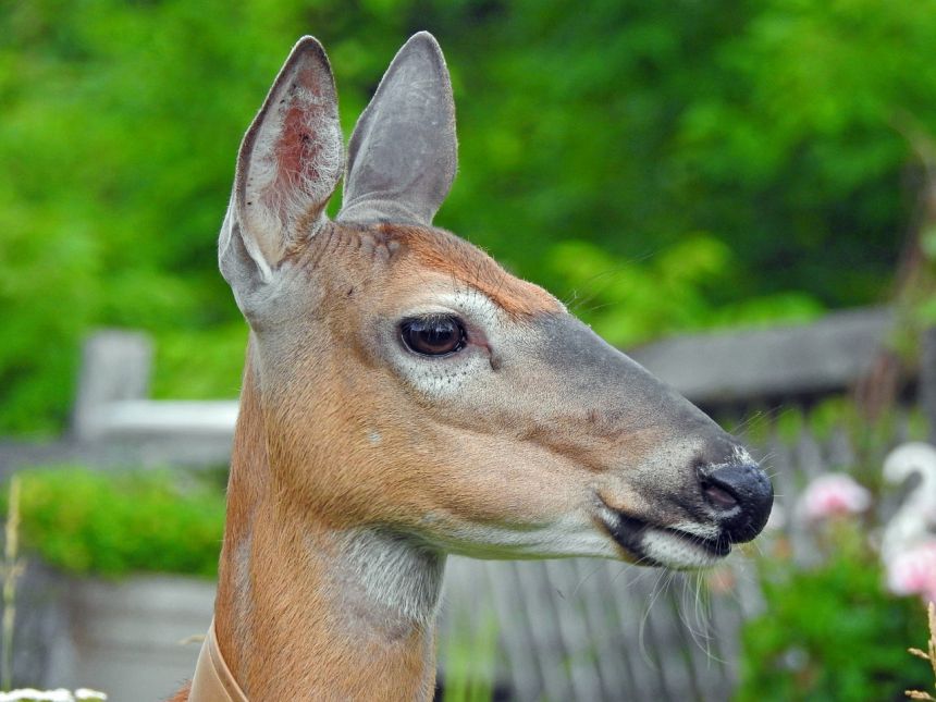 鱼子,耳朵,动物