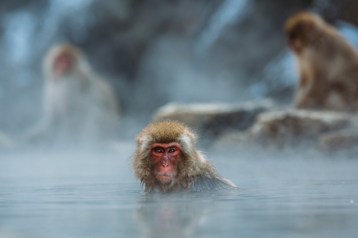 在游泳的猴子免费图片