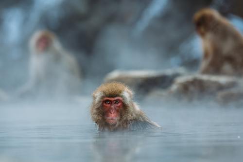 在游泳的猴子