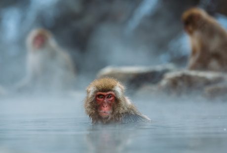 在游泳的猴子