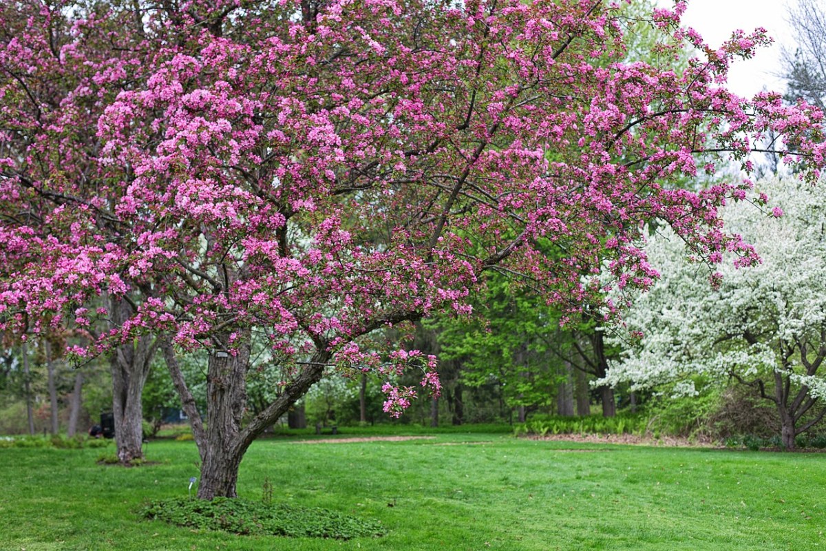 春天草地上开花的树免费图片