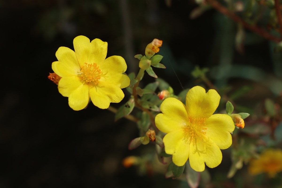 两个黄色的野花,户外,自然