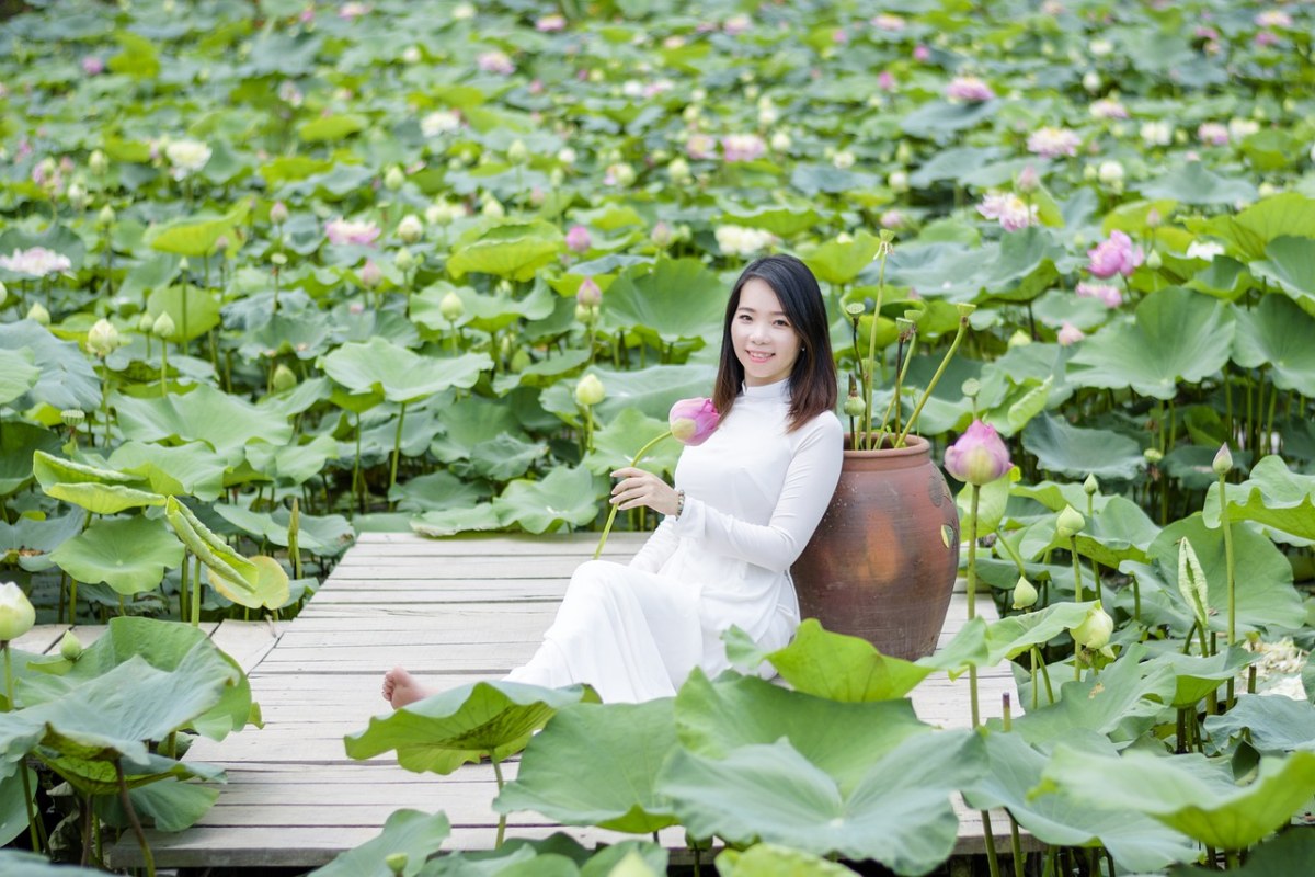 莲花、Aodai、花免费图片