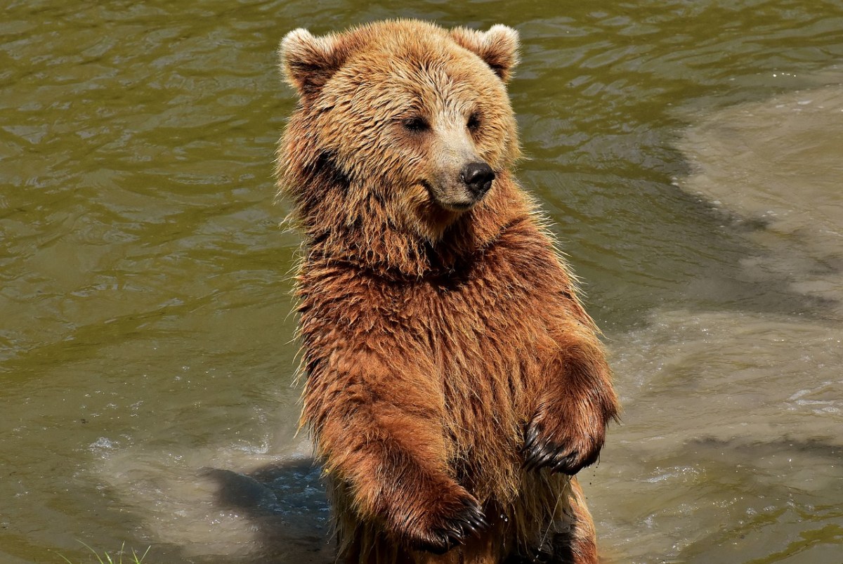 欧洲棕熊、马熊、自然公园免费图片