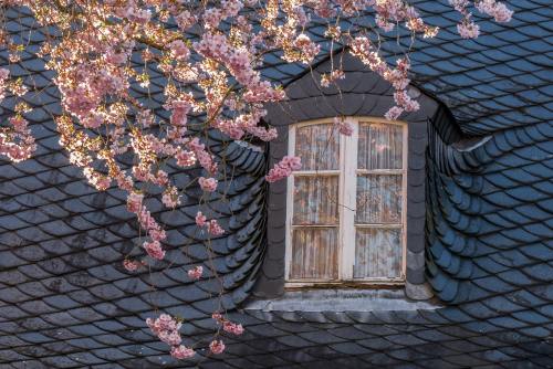 春天屋顶的樱花盛开