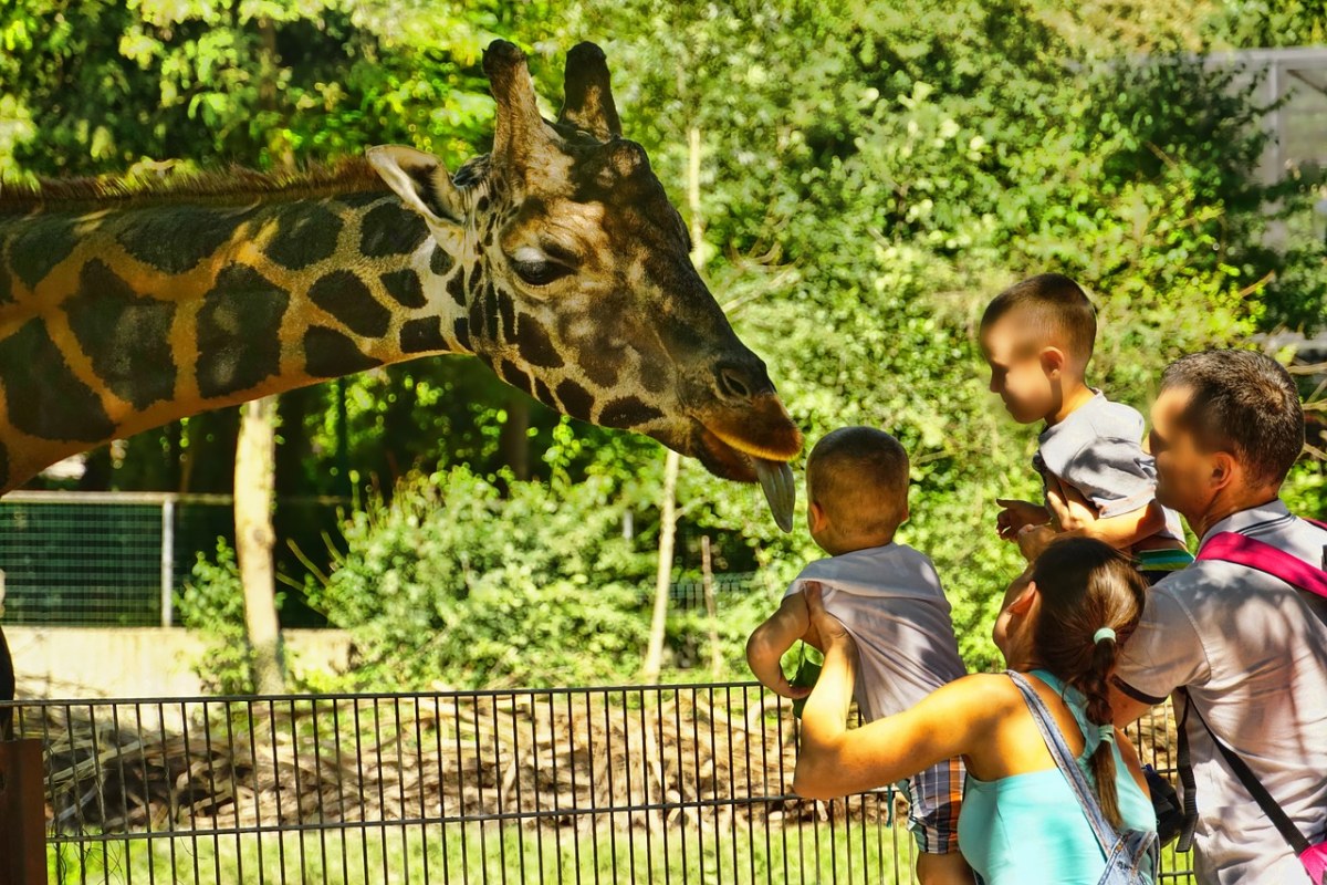 动物园、长颈鹿、舌免费图片