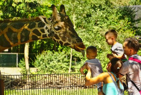 动物园、长颈鹿、舌