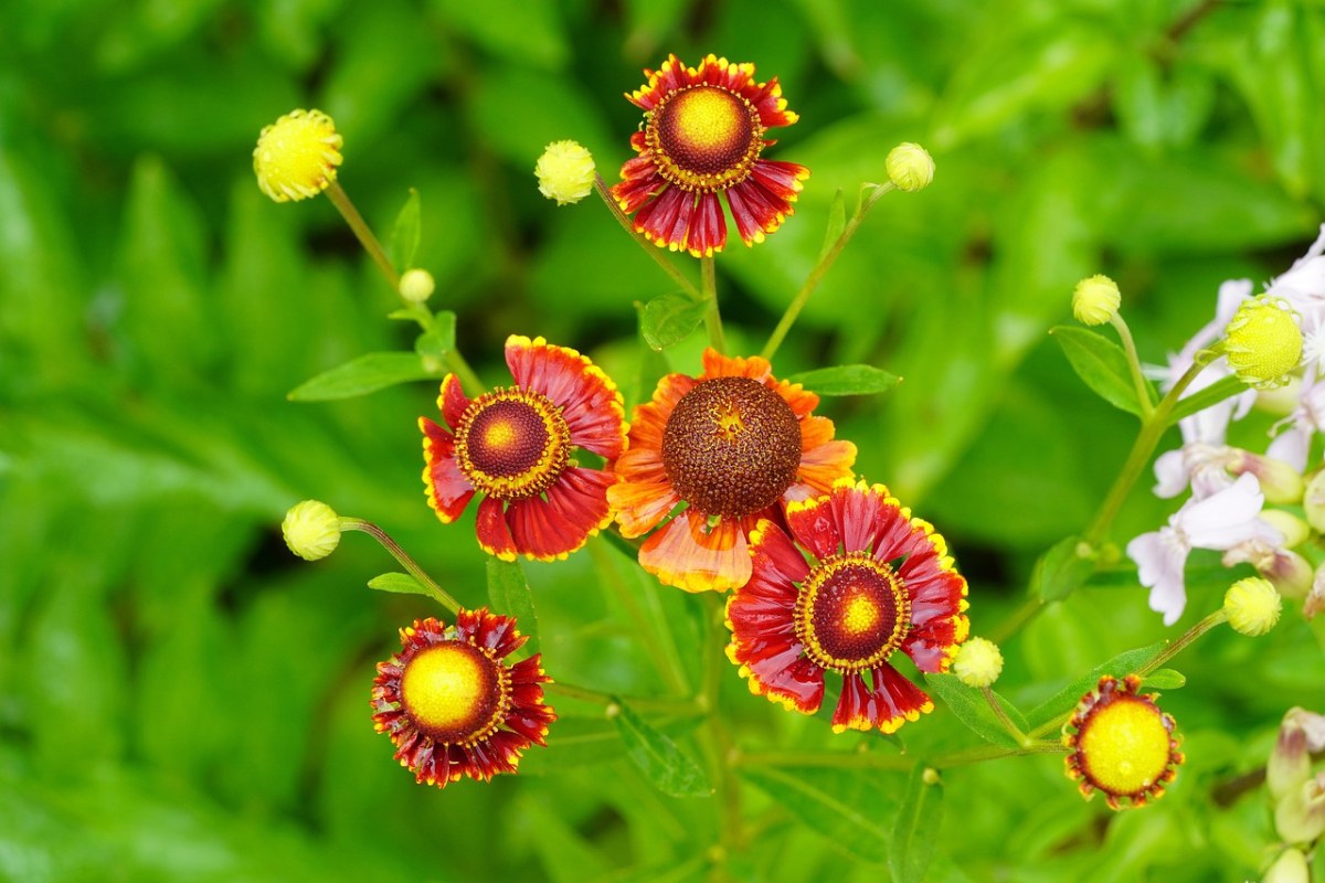 花,性质,大自然