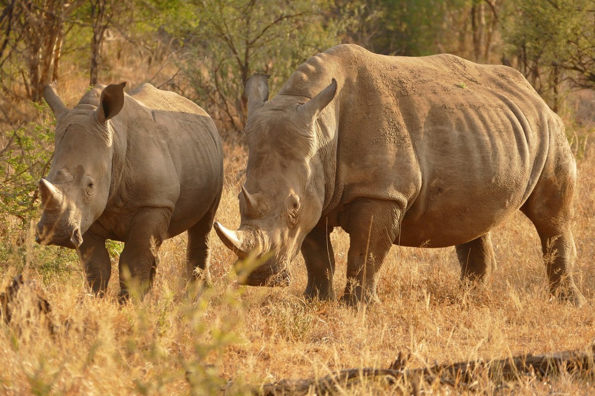 非洲、犀牛、野生动物园免费图片