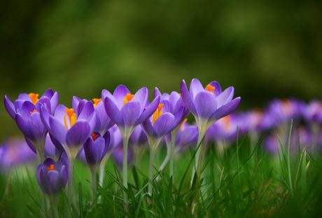 藏红花、春天的花朵、Frühlingsanfang