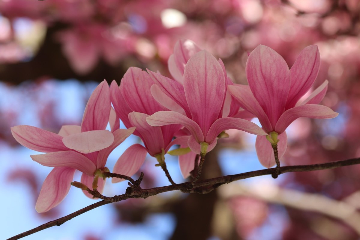 粉红色的玉兰花、春、鲜花免费图片