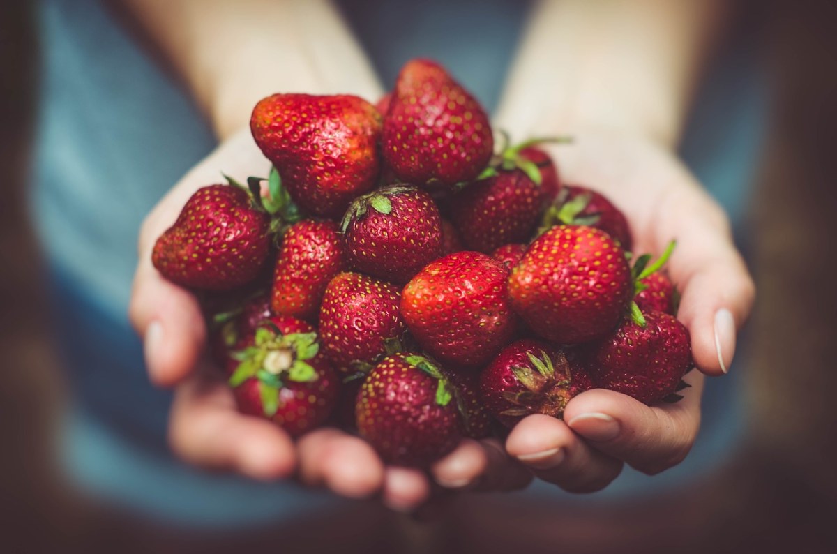 草莓、水果、特写免费图片