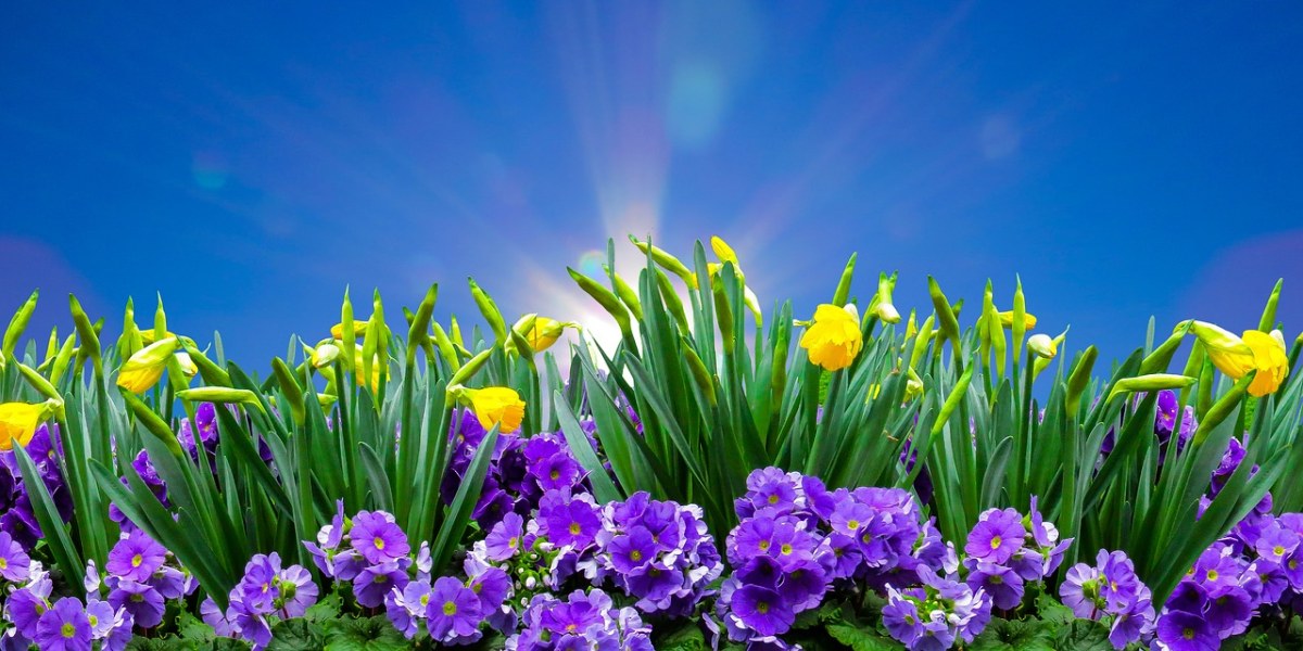 水仙花与紫色花朵免费图片
