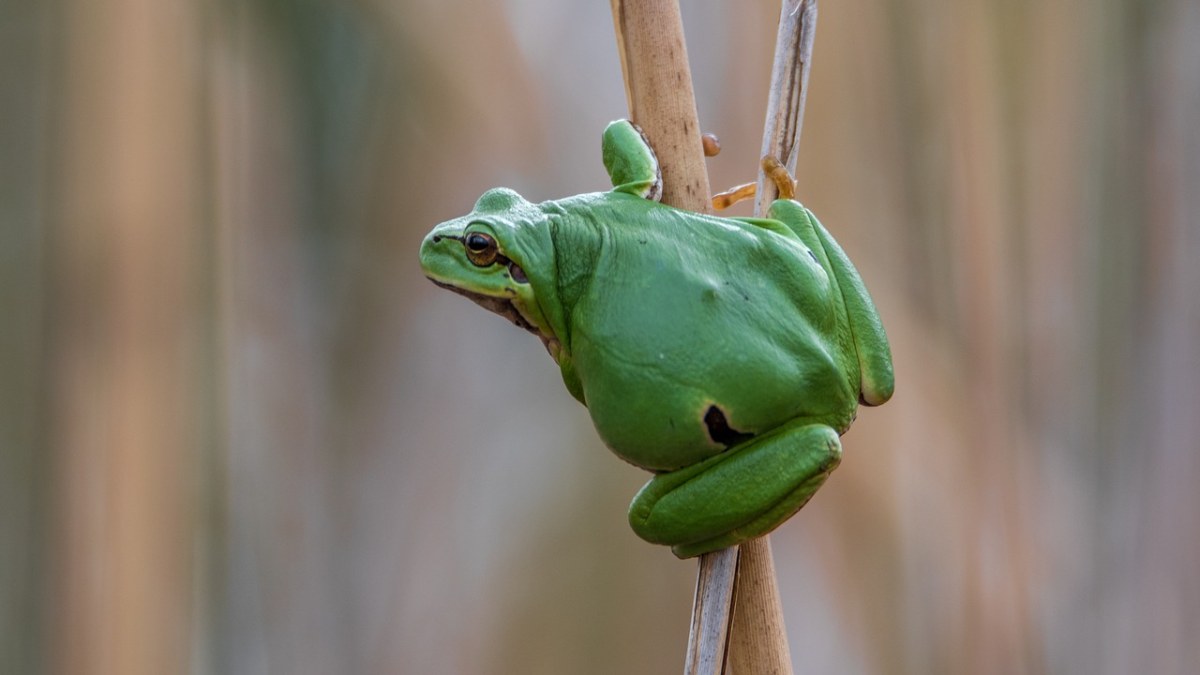 树蛙、青蛙、绿色免费图片